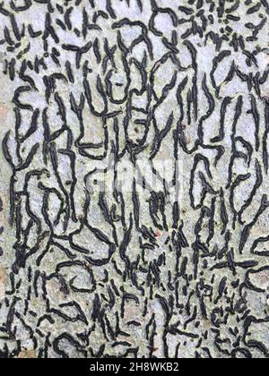 Graphis scripta, commonly known as script lichen or secret writing lichen Stock Photo