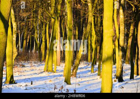 Trees lit by sunlight on a frosty winter day. Day. Stock Photo