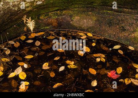 A pool with floating autumn leaves, Waterville Valley, New Hampshire, USA Stock Photo