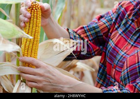 Female farm worker inspecting corn cobs at field sunny summer day closeup view Stock Photo