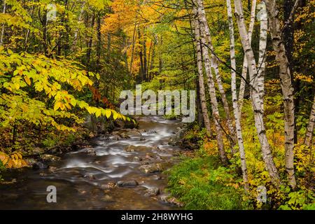 Autumn trees along the shore of Moose Creek, Moose Creek State Park, New Hampshire, USA Stock Photo