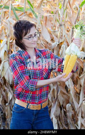 Middle age brunette caucasian female farm worker in glasses shows just picked unwrapped sweet corn cobs Stock Photo