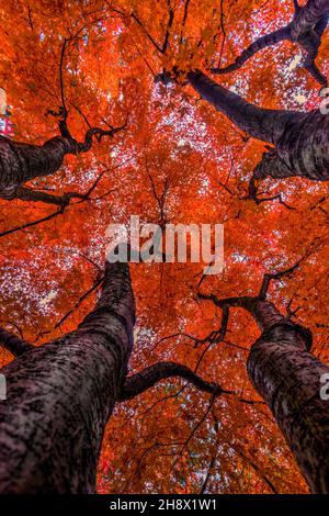 Looking up at the colorful maple trees in autumn at the Nishinomiya Japanese Garden. Stock Photo