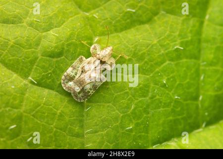 Top View on Chrysanthemum Lace Bug resting on a green leaf with copy space Stock Photo