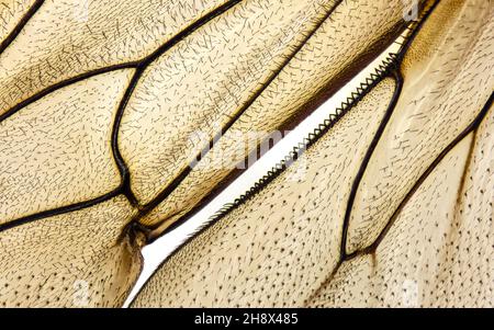 Close up on wool carder bee's wings Stock Photo