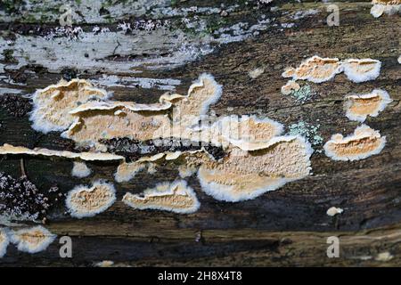 Leucogyrophana mollusca, commonly known as the warped orange crust, wild fungus from Finland Stock Photo