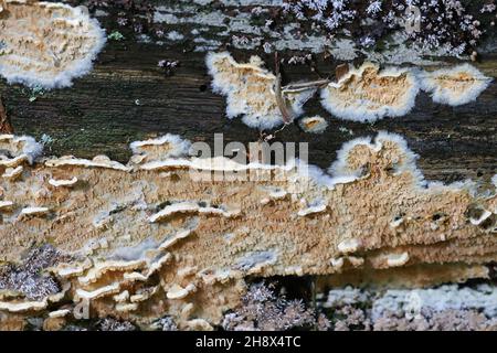 Leucogyrophana mollusca, commonly known as the warped orange crust, wild fungus from Finland Stock Photo