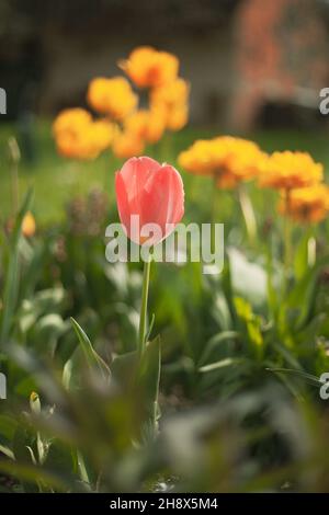 Colurful Tulips in the garden Stock Photo