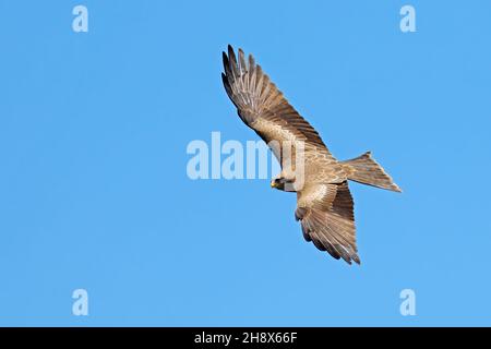 A yellow-billed kite (Milvus aegyptius) in flight against a clear blue sky, South Africa Stock Photo
