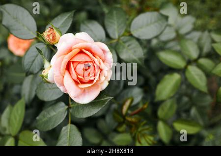 Pink rose in the garden. A bush of beautiful rose in summer light. Beautiful spring or summer blooming rose plant Stock Photo