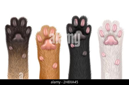 Paws realistic. Cats domestic funny animals fluffy foot with claw decent vector templates body parts collection isolated Stock Vector
