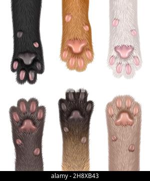 Paw cats. Collection of realistic domestic animals fluffy body parts foot sharp claws decent vector templates set Stock Vector