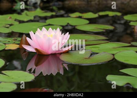 Pink water lily flowers blooming on pond Stock Photo
