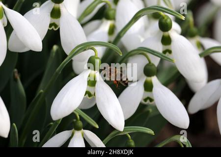 Snowdrops are the first spring flowers. A bee gathering nectar from snowdrops. Stock Photo