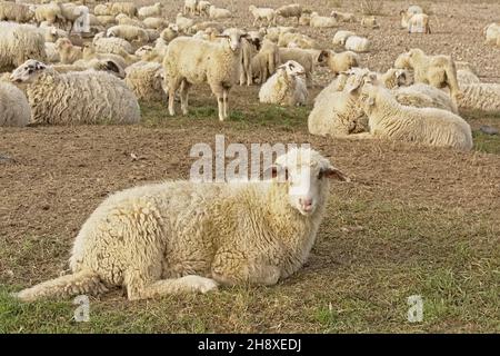 Flock of sheep sitting on the ground in Poller Wiesen park in Cologne, Germany. selective focus Stock Photo