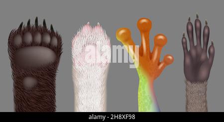 Paw realistic. Wild animals paws cat dog bear frog racoon decent vector pictures collection Stock Vector