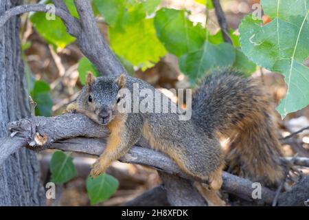 A fox squirrel (Sciurus niger) reclines on the branch of a tree in the Sepulveda Basin Wildlife Reserve in Woodley, California USA Stock Photo