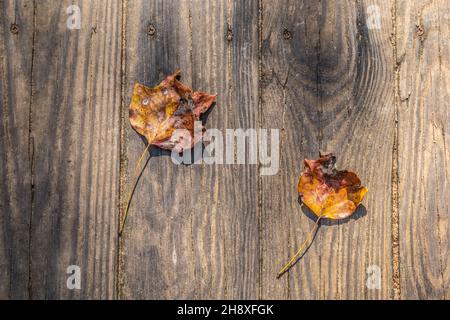 A natural flat-lay of two colorful fallen leaves on the wooden plank of the rustic boardwalk closeup on a bright sunny day in autumn backgrounds textu Stock Photo