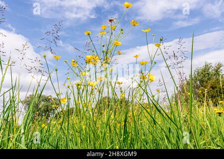 Buttercups in June flowering beside the River Severn at Wainlode Hill, Gloucestershire UK Stock Photo