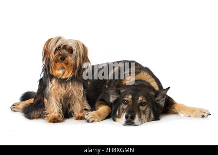 Two dogs isolated on white background Stock Photo