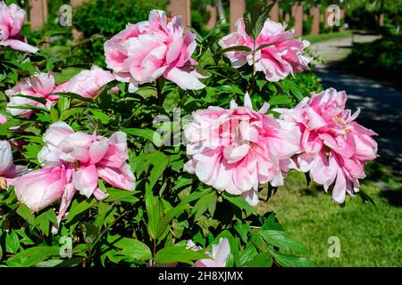 Bush with many large delicate pink peony flowers in direct sunlight, in a garden in a sunny summer day, beautiful outdoor floral background photograph Stock Photo