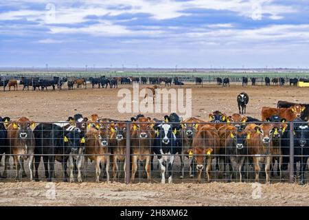 Herd of curious young cows and calves behind wire fence on cattle ranch in Eastern Texas, United States / USA Stock Photo