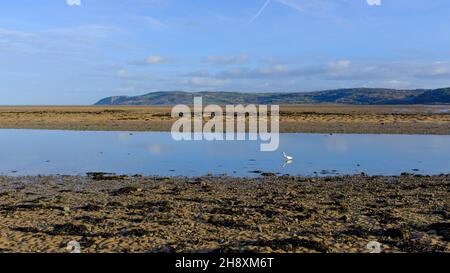 A heron looking for fish in the estuary at Red Warf Bay, Anglesey, North Wales, UK Stock Photo