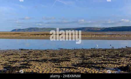 A heron looking for fish in the estuary at Red Warf Bay, Anglesey, North Wales, UK Stock Photo