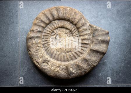 An ammonite fossil shell. Snail fossil found on the Jurassic Coast. Cephalopod Stock Photo