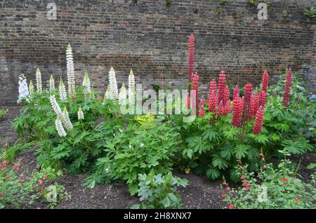 Close up of red and white flowers of Lupinus, known as lupin or lupine, in full bloom and green grass in a sunny spring garden, beautiful outdoor flor Stock Photo