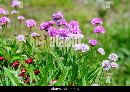 Close up of small vivid pink flowers of Armeria maritima plant, commonly known as thrift, sea thrift or sea pink on a seaside in a sunny summer day in Stock Photo
