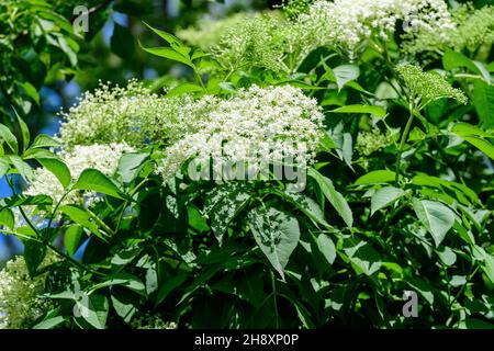 Shrub with white flowers of Viburnum opulus plant, known as guelder rose, water elder, cramp bark, snowball tree and European cranberry bush, in a sun Stock Photo
