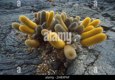 Cactus born on a formation of cordoned lava. (Brachycereus nesioticus), Isla Santiago, Galapagos, Ecuador Stock Photo