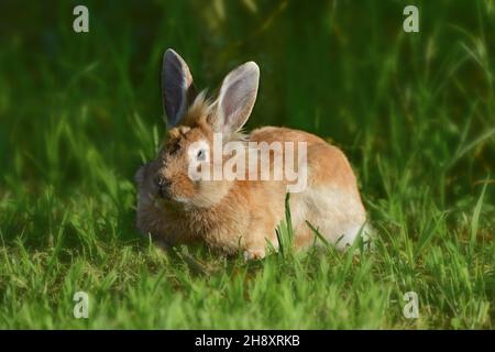 Brown Lionhead rabbit (Oryctolagus cuniculus f. domestica) on a meadow Stock Photo