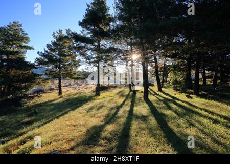 Plateau de Caussols, Parc regional des Prealpes d'Azur, Alpes Maritimes, PACA Stock Photo