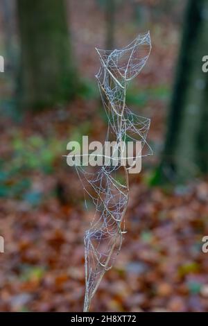 Plant with frozen spider web in winter Stock Photo