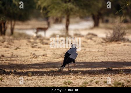 Secretary bird resting in shadow tree in Kgalagadi transfrontier park, South Africa; specie Sagittarius serpentarius family of Sagittariidae Stock Photo