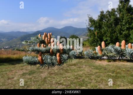 Pine cones cone on tree branch Stock Photo