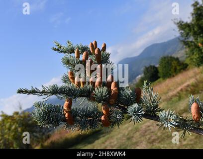 Pine cones cone on tree branch Stock Photo