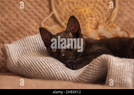 Portrait of cute kitten sleeps on the sofa. Kitten relaxing on soft grey knitted background Stock Photo