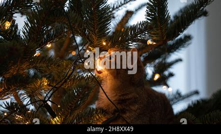 young cat with big beautiful eyes sits on a Christmas tree Stock Photo