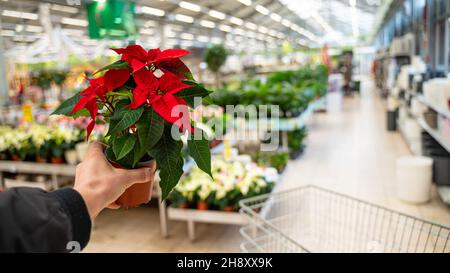 Buying pointensia flowers in a flower shop Stock Photo