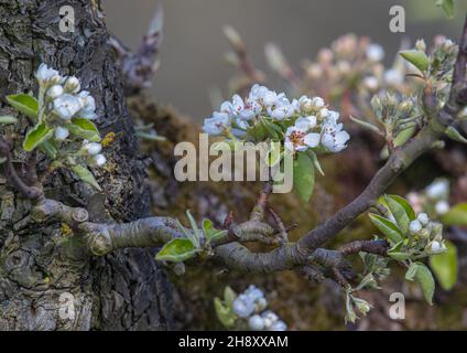 A  close of of the blossom on an ancient gnarled old pear tree in the farners orchard.Suffolk, UK. Stock Photo