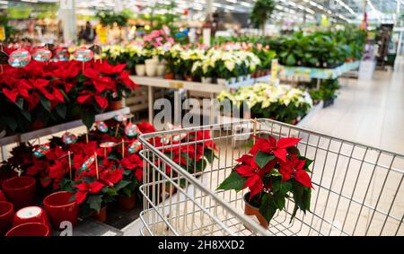 Buying pointensia flowers in a flower shop Stock Photo