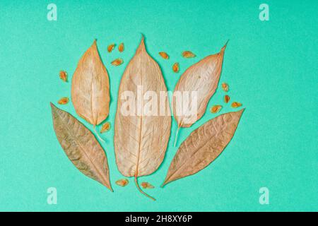 Flat Lay of dried leaves and seeds isolated on green background Stock Photo