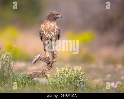 Common European Buzzard (Buteo buteo) raptor bird perched on lookout and looking for prey in Spanish Pyrenees, Vilagrassa, Catalonia, Spain. April. Stock Photo