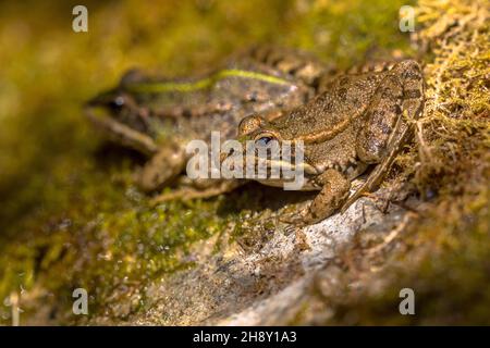 Couple of Iberian water frog (Pelophylax perezi) on a river bank in the Spanish Pyrenees Stock Photo