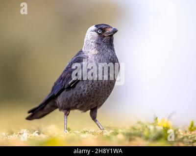 Western jackdaw (Coloeus monedula) walking and looking for food on bright background Stock Photo