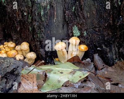 Mushrooms at base of tree Stock Photo