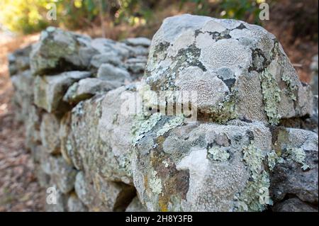 A lichen is a composite organism that arises from algae or cyanobacteria living among filaments of multiple fungi species in a mutualistic relationshi Stock Photo